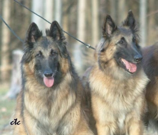 berger belge