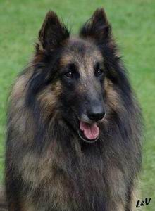 tervuren
