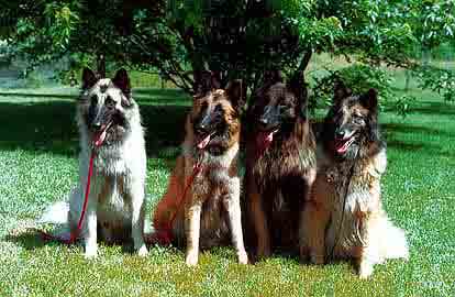 berger belge